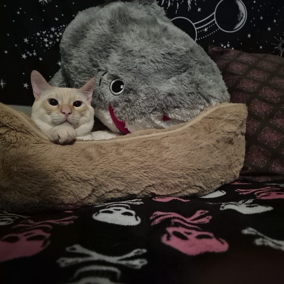 Big Stuffed Animal Shark 🦈 - Picture 2 of 5